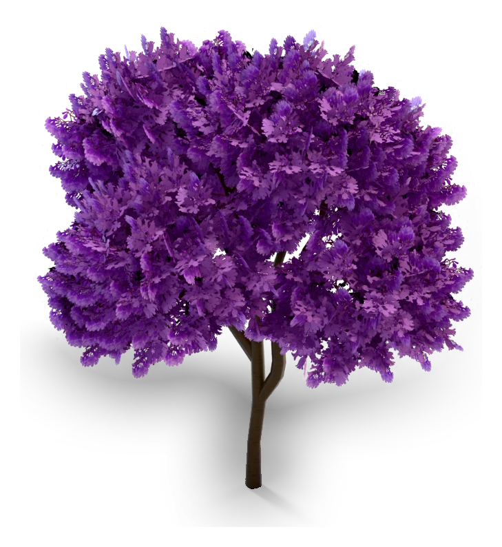 Jacaranda