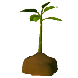 Kirschbaum Setzling