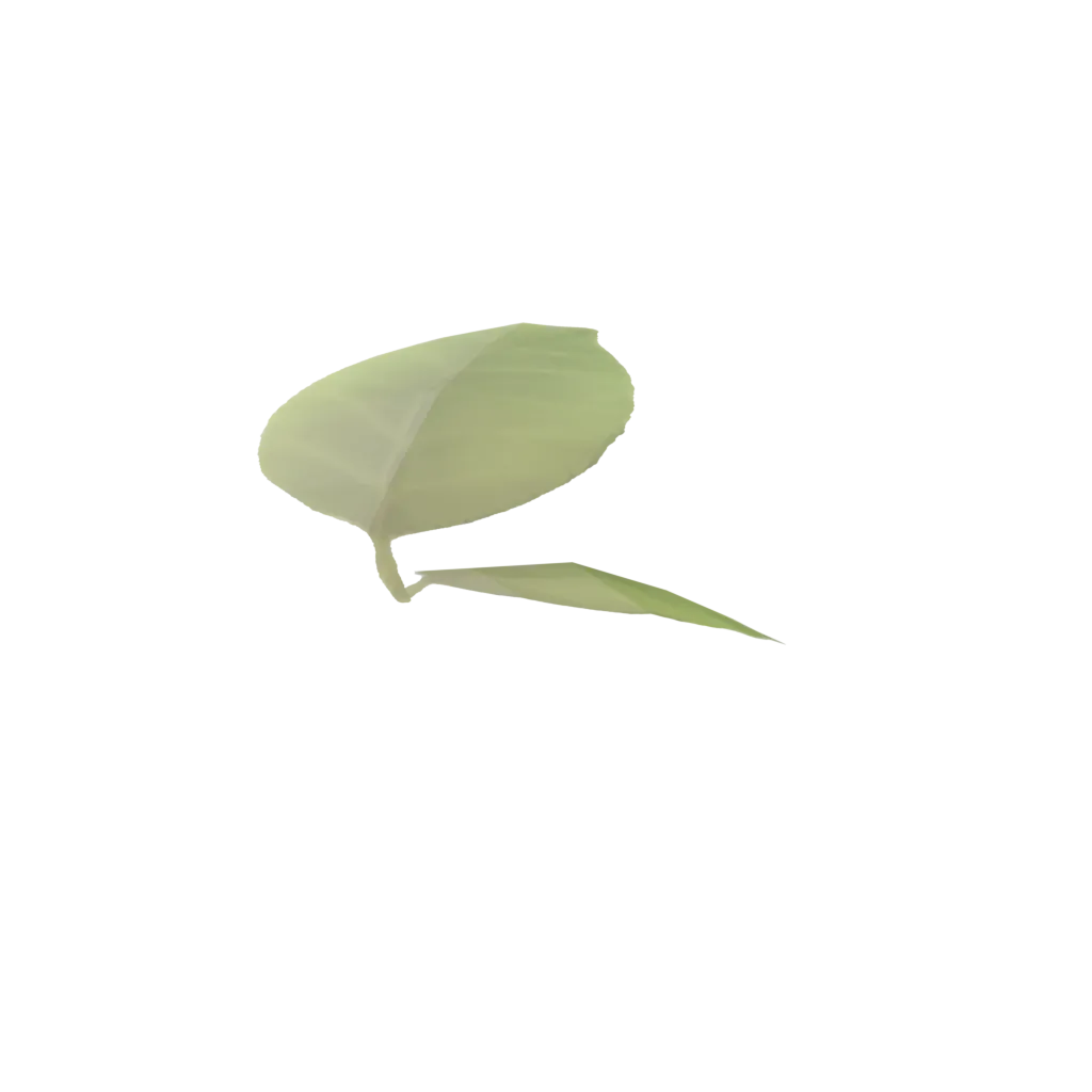 Leaf
