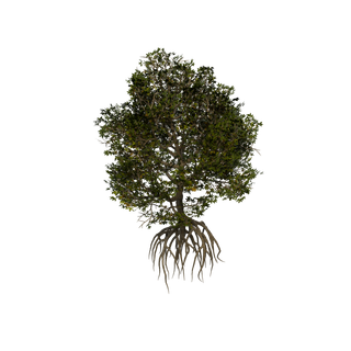 茅草资源点 - Mangrove