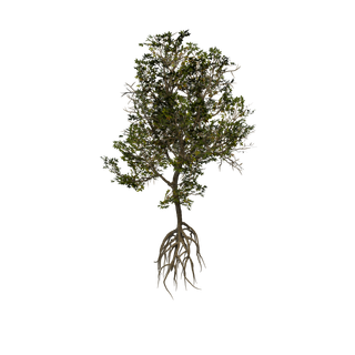 茅草资源点 - Mangrove B