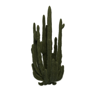 Cactus Sap node - OrganPipeCactus