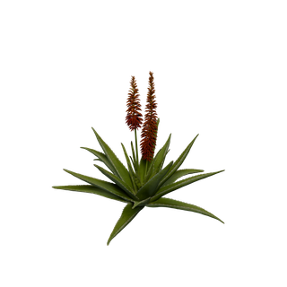 Cactus Sap node - Aloe Vera RAG