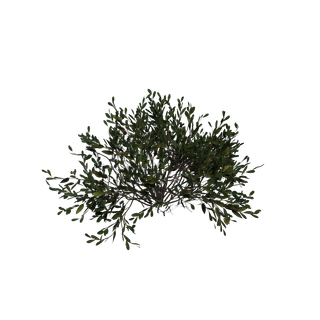 Nodo de Semilla de baya cian - BogMyrtleBush 01