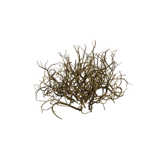 Cianberry node - BriarBush Cluster SM