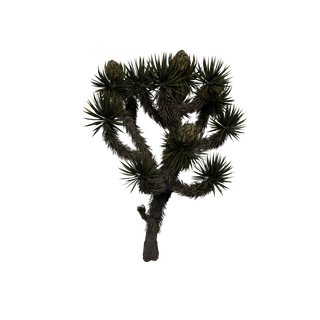 Sap node - JoshuaTree SM 02