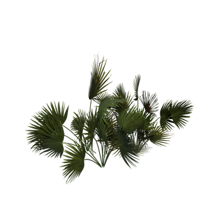 Nodo de Semilla de baya cian - PalmPlant Cluster SM