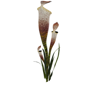 Nodo de Semilla de baya cian - PitcherPlant SM