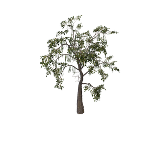 Aggeravic Mushroom node - PondCypress Med SM