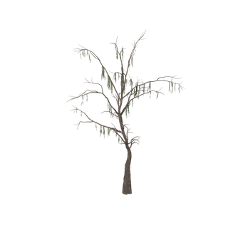 Aggeravic Mushroom node - PondCypress Dead SM