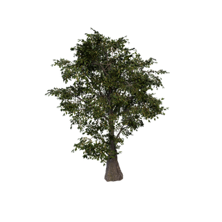 Aggeravic Mushroom node - PondCypress SM