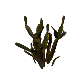 Cactus Sap node - PricklyPear Ex