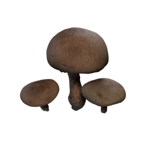 Aggeravic Mushroom node - MushroomB