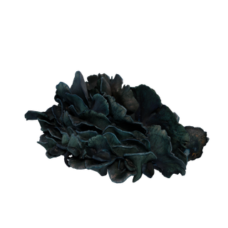 Aggeravic Mushroom node - BushA