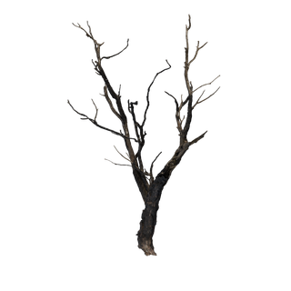 茅草资源点 - BurnedTree 01