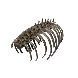 Nodo di Sale grezzo - Bones Ribcage 1
