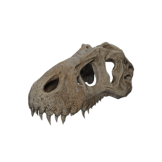 Nodo di Sale grezzo - Bones Skull 1 Upper