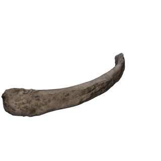 Nodo di Sale grezzo - Bones rib 1