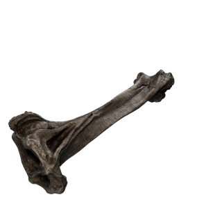 Nodo di Sale grezzo - Bones 3