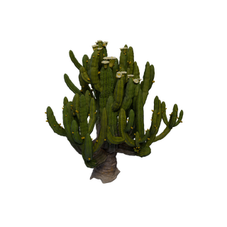 茅草资源点 - CardonCactus