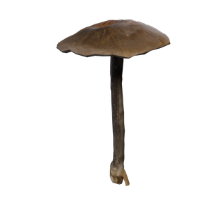 Nó de Cogumelo Raro - CommonMushroom A