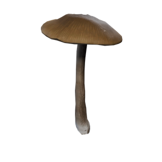 Nó de Cogumelo Raro - CommonMushroom B