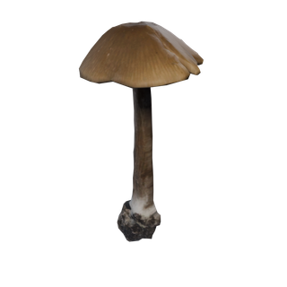 Nó de Cogumelo Raro - CommonMushroom C