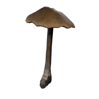 Nó de Cogumelo Raro - CommonMushroom D