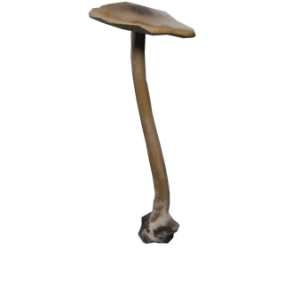 Nó de Cogumelo Raro - CommonMushroom E