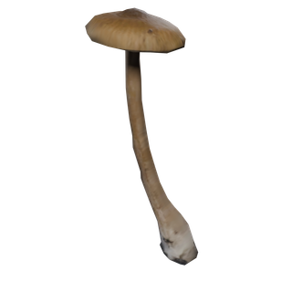 Nó de Cogumelo Raro - CommonMushroom F