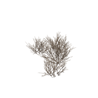Corrupted Wood node - EXT WL ThornyAcacia 01