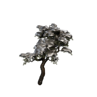 Sap node - HuangshanPine C Snow