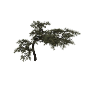 Sap node - HuangshanPine A