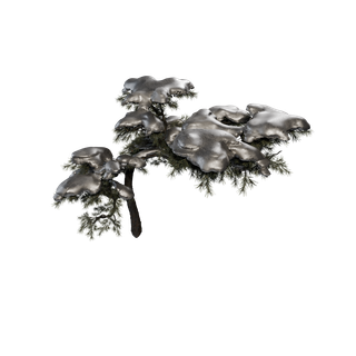 Sap node - HuangshanPine A Snow
