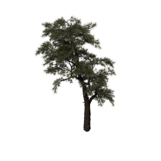 Sap node - HuangshanPine B