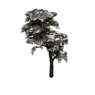 Sap node - HuangshanPine B Snow