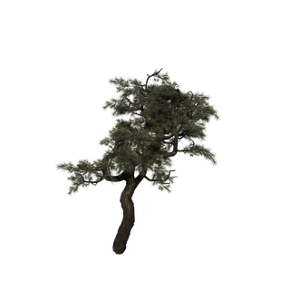 Sap node - HuangshanPine C