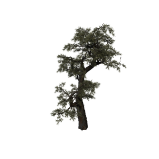 Sap node - HuangshanPine D