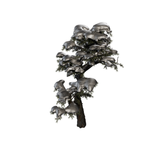 Sap node - HuangshanPine D Snow