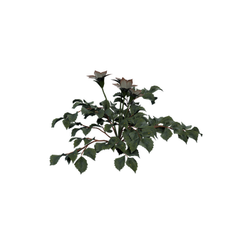 Gisement de Graine de Narcoberry - JimsonWeed