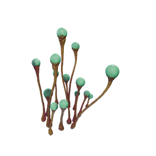 Organic Polymer node - LightSource Bulb 2