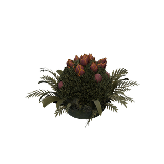X Bitkisi Tohumu düğümü - PlantX B