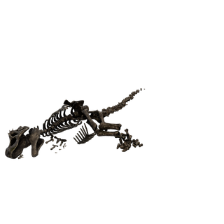 Nodo di Sale grezzo - RexSkeleton 01