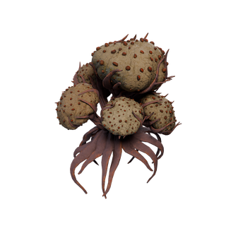Nó de Cogumelo Raro - StranglerCotton B