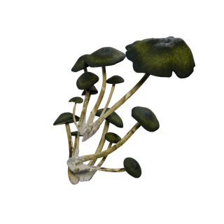 Nó de Cogumelo Raro - WallFungus Green SM