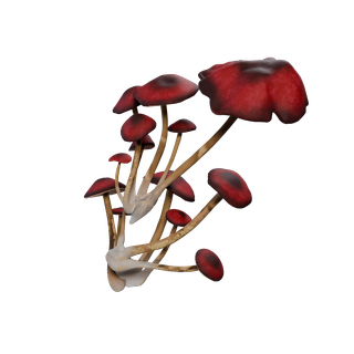 Nó de Cogumelo Raro - WallFungus Pink SM