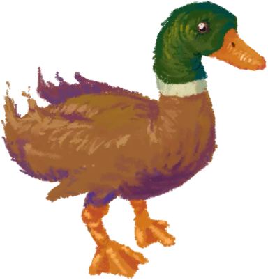 Anatra castana maschio