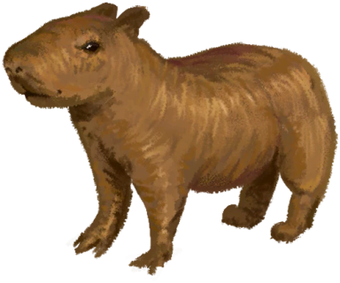 Capifagiolo