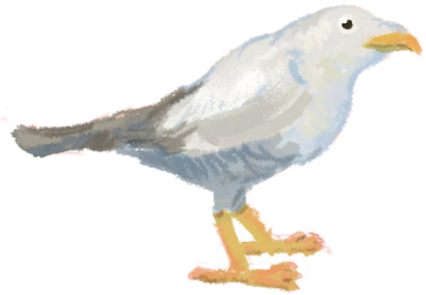Seagull