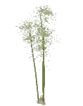 Tree Bamboo